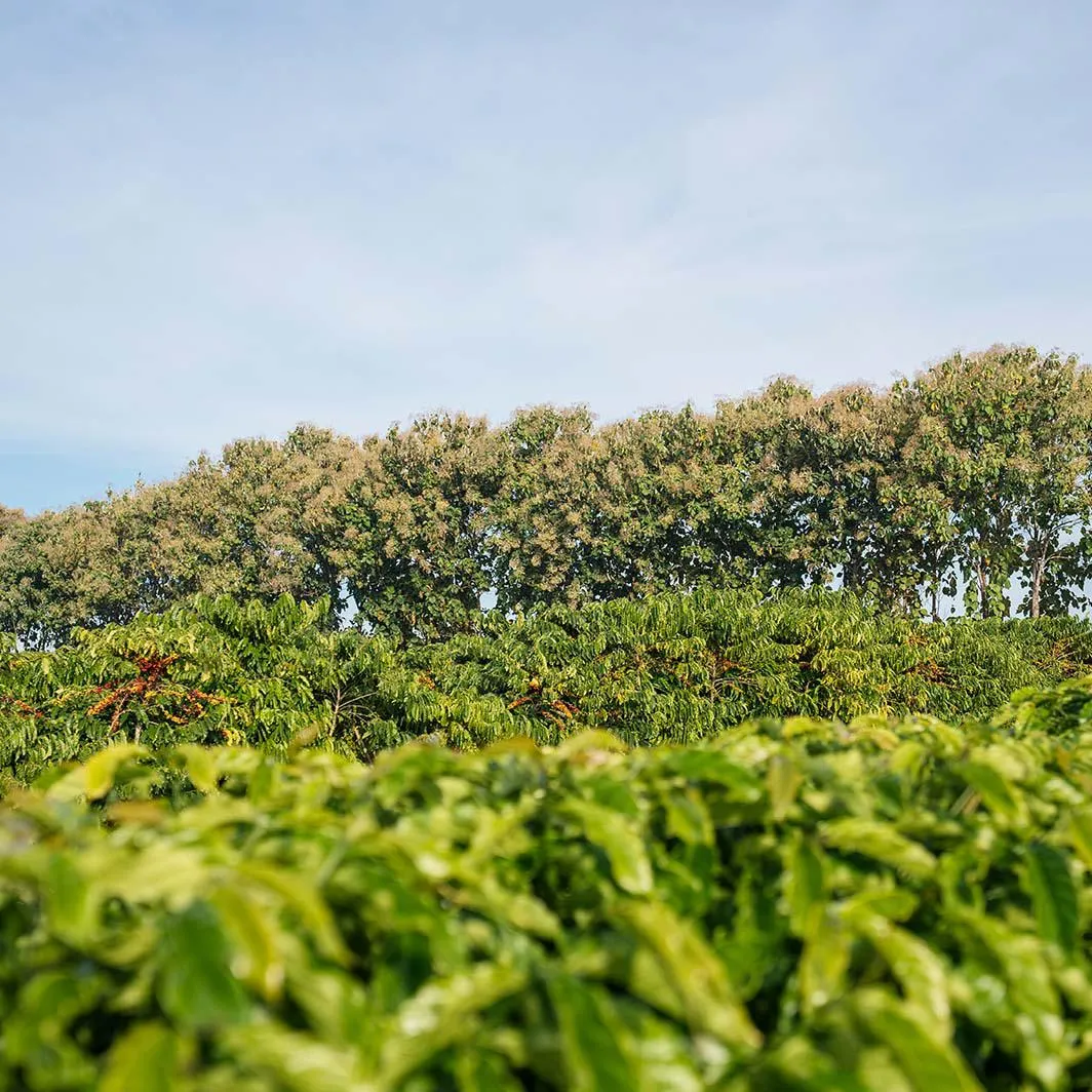 windbreak trees barrier
