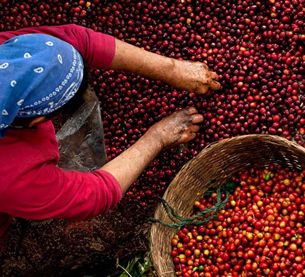 Pochodzenie i terroir kawy