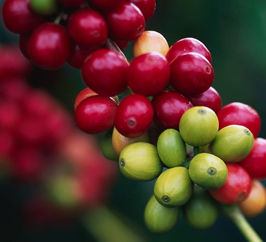 Różne rodzaje kawy