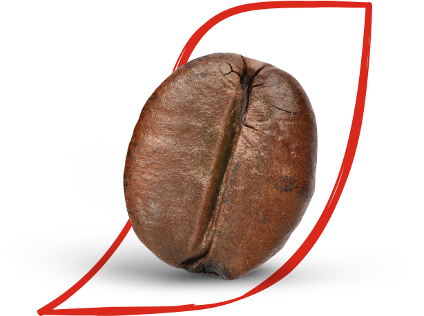 arabica and robusta beans