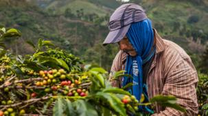 The origins of coffee