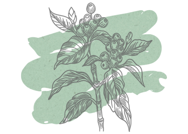 ilustrație a unei plante de cafea