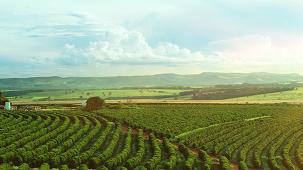 sustenabilitate cafea