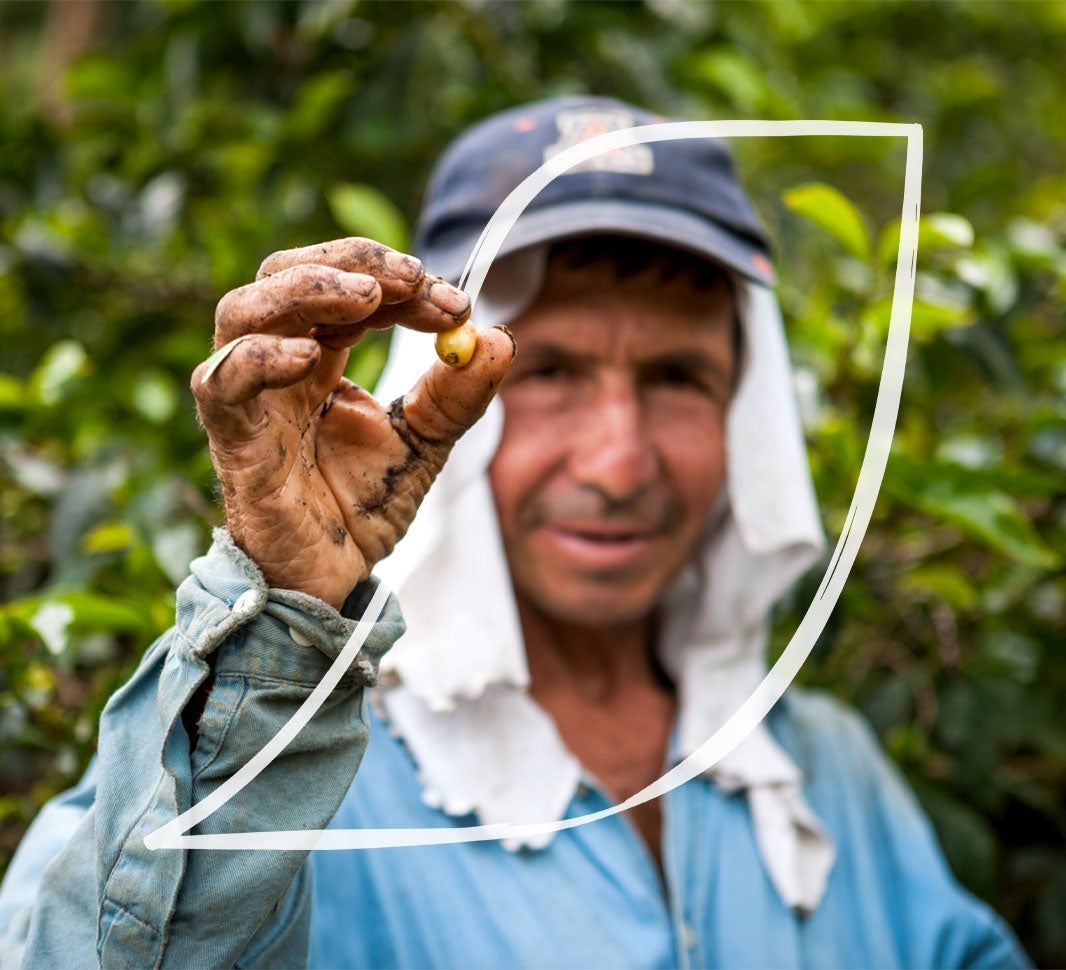 Farmer rukom pokazuje zrno kafe