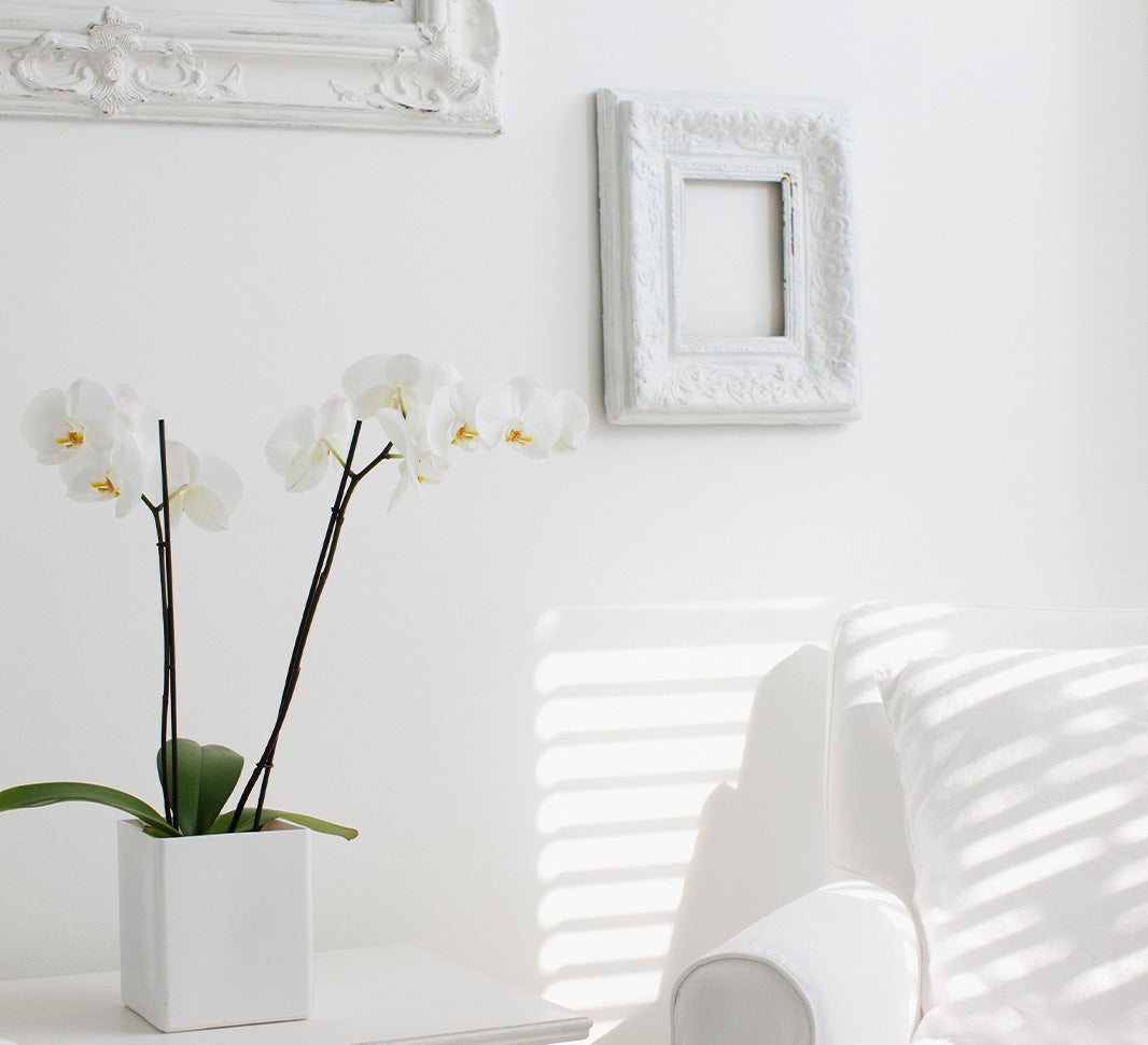 Kafa za ljubitelje elegancije