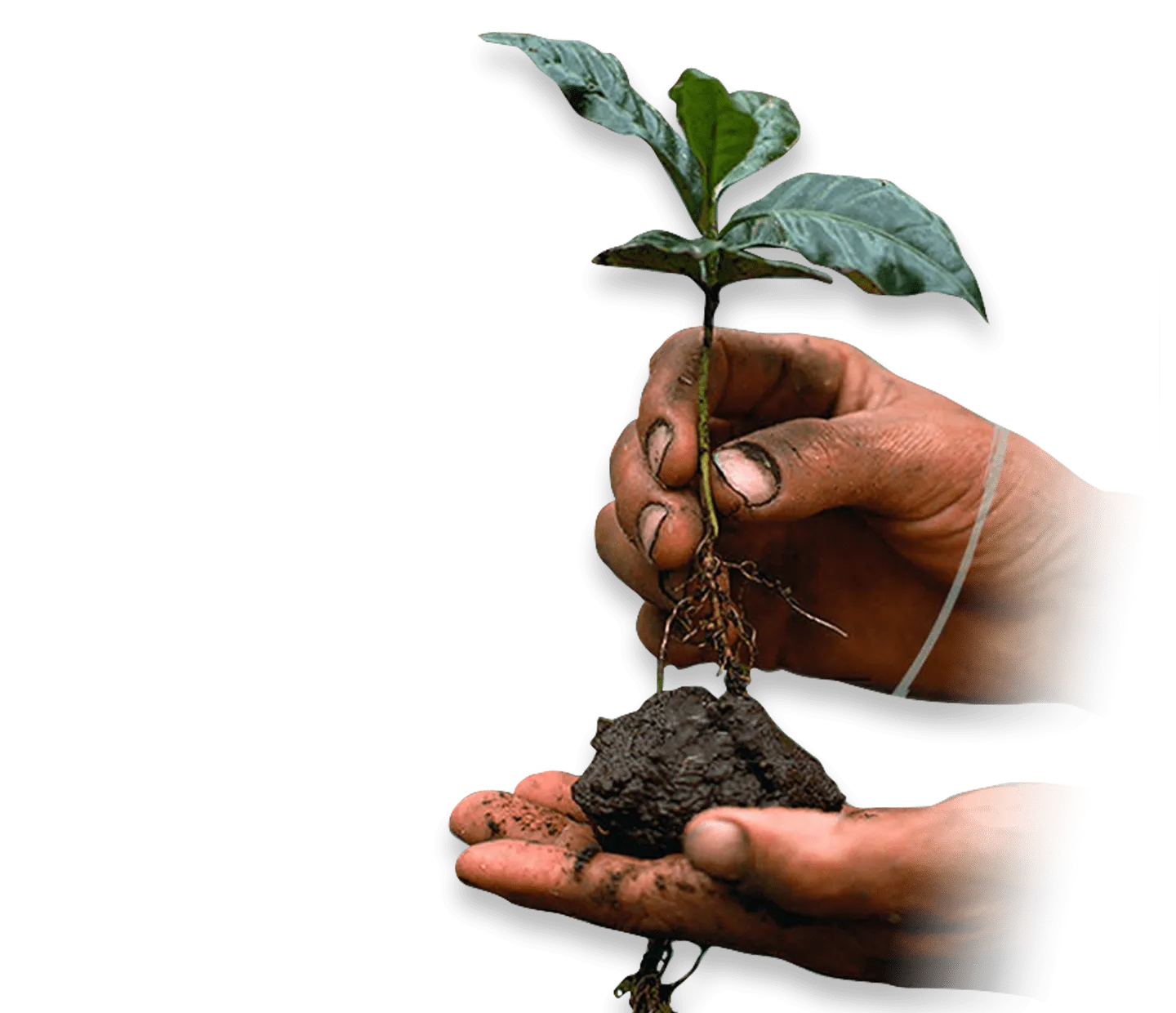 Rainforest Alliance partnership