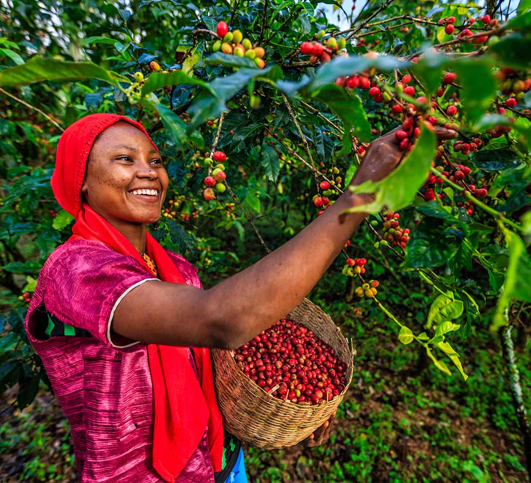 etiopisk yirgacheffe