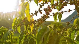 responsible sourcing