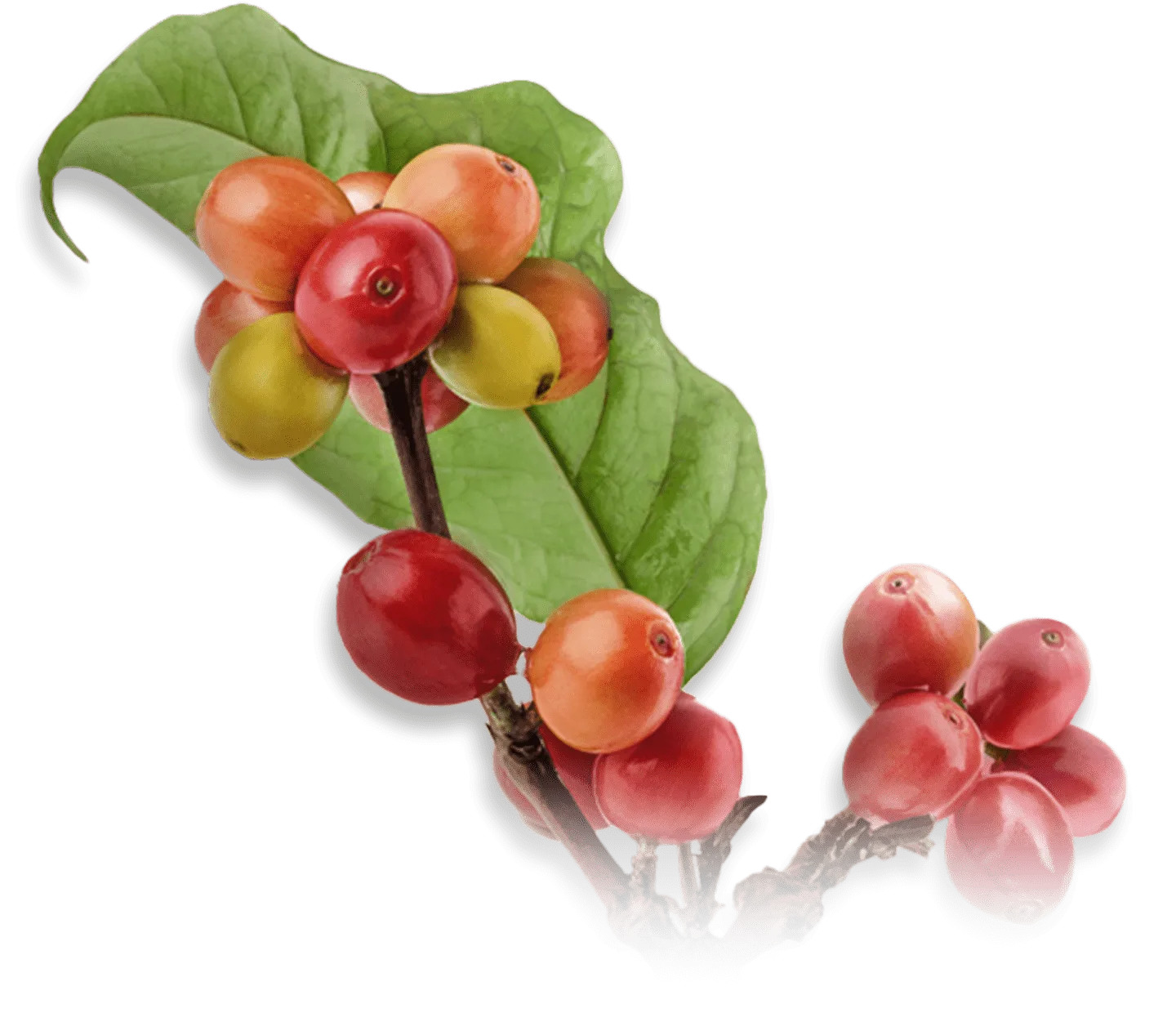 Coffee origins