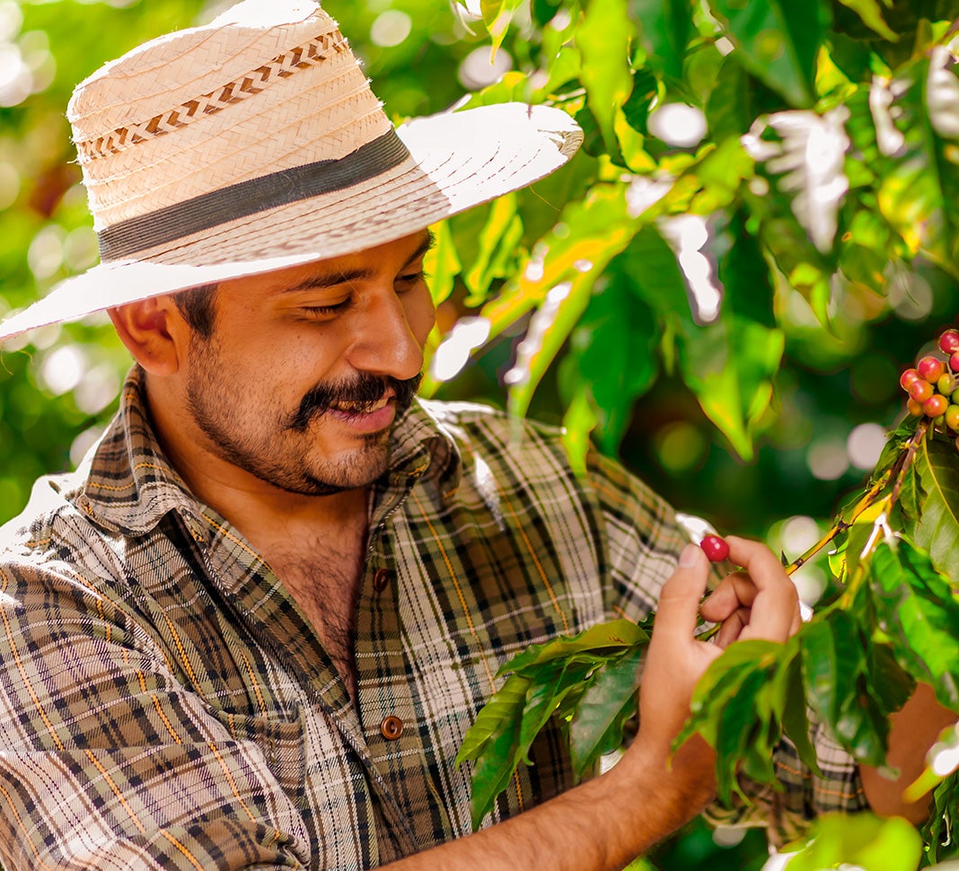 Farmer picking coffee cherry off coffee tree