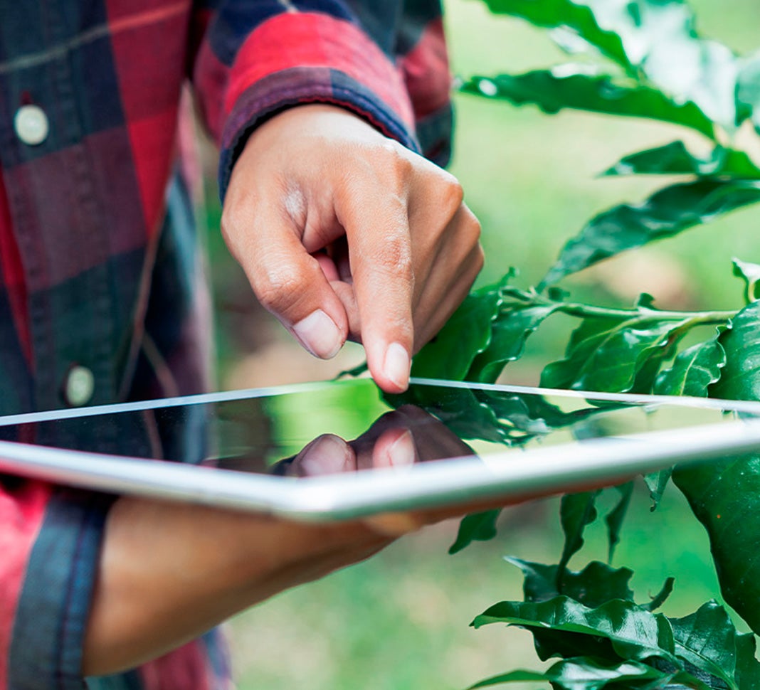 Tablet on coffee farm