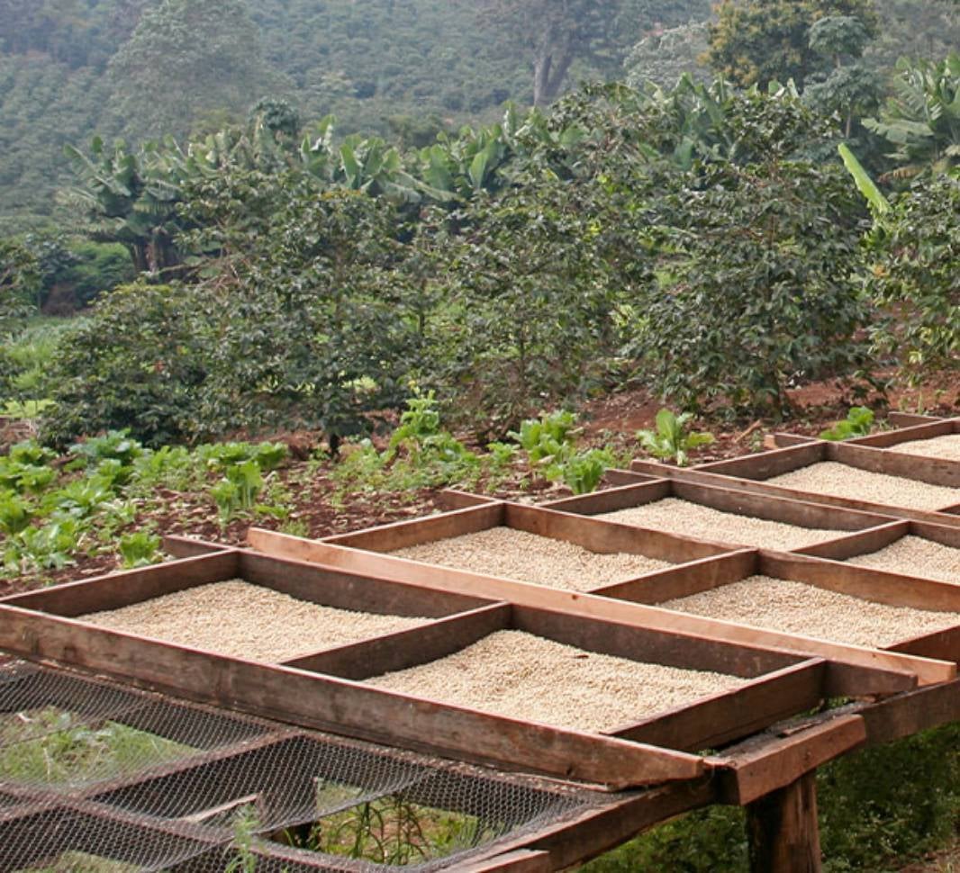 coffee roasting process drying stage