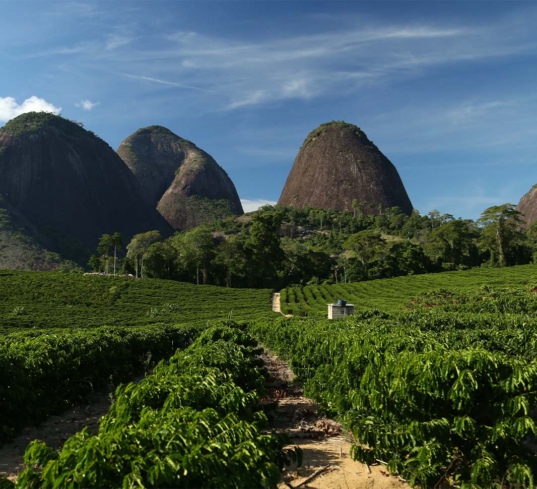 Coffeeography: The Coffee Producers