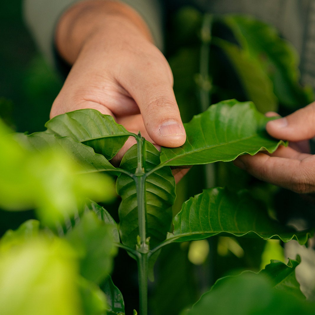 agronomist & sustainable practices