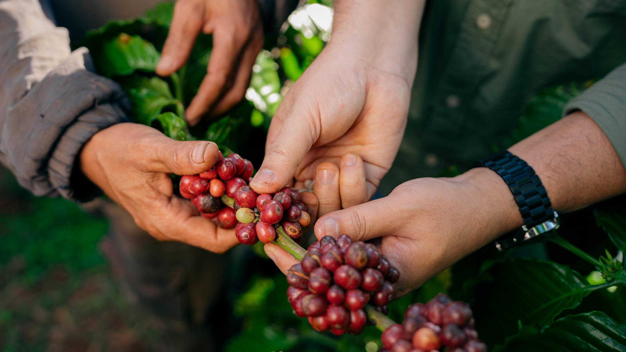 coffee agronomists