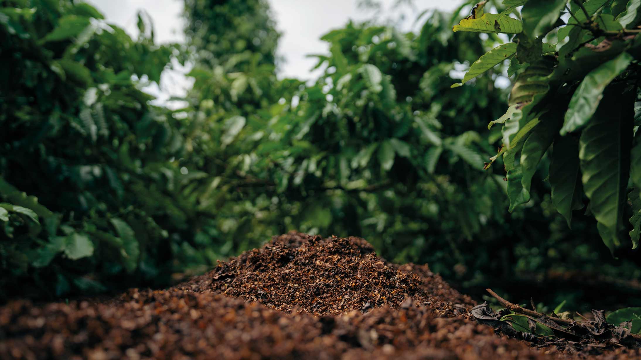 healthy soil for coffee