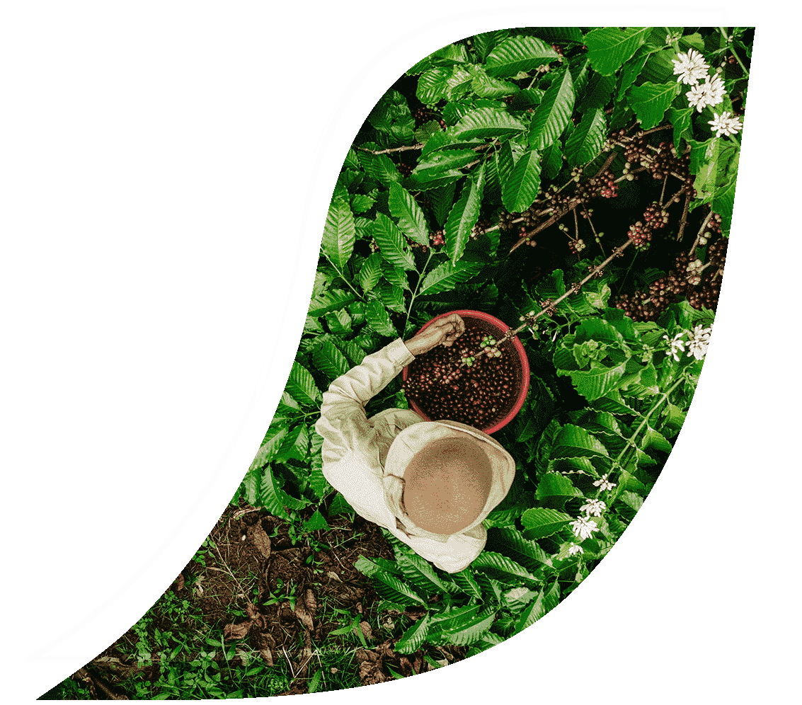 coffee plant