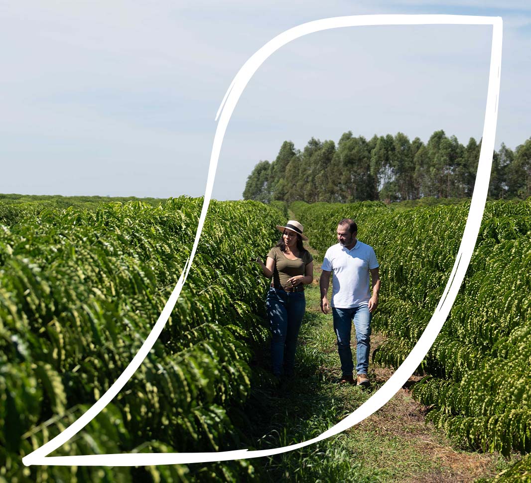 Overview of a coffee farm in the early morning