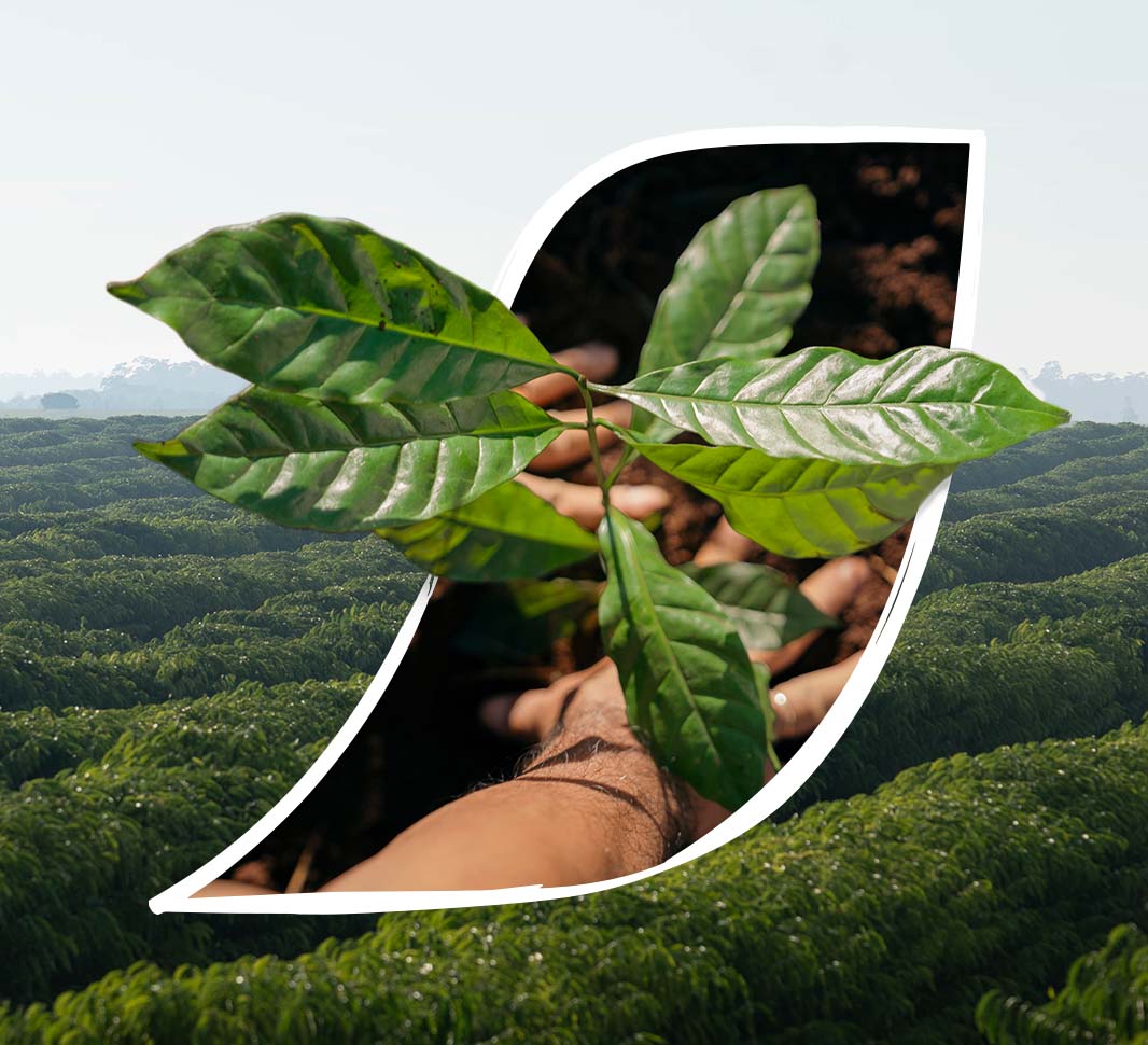 Hands planting a coffee tree