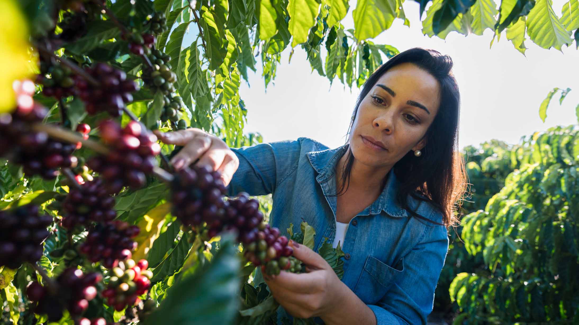 coffee agronomists