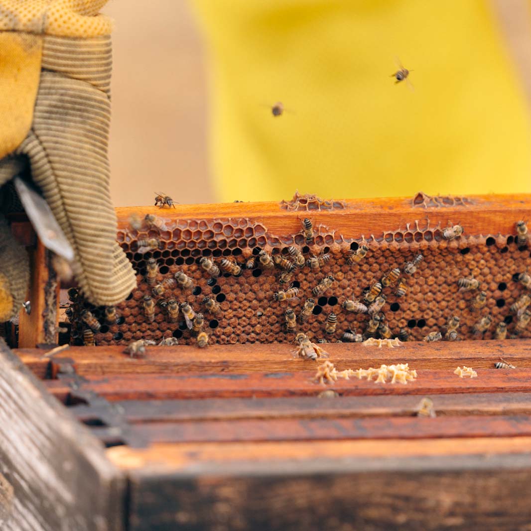 sustainable coffee farming practices with bees