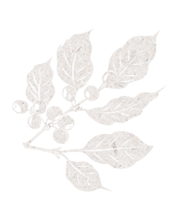 Silhouette of coffee cherries with leaves