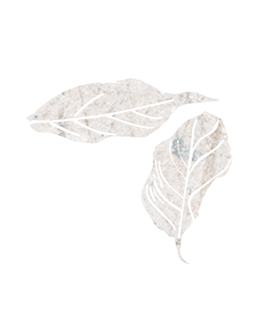 Silhouette of leaves
