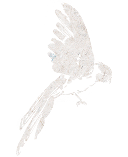 Silhouette of a bird