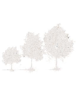 Silhouette of windbreaker trees