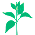 coffee leaves icon