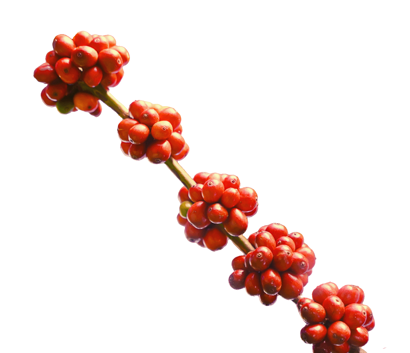 Coffee branch with ripe coffee cherries