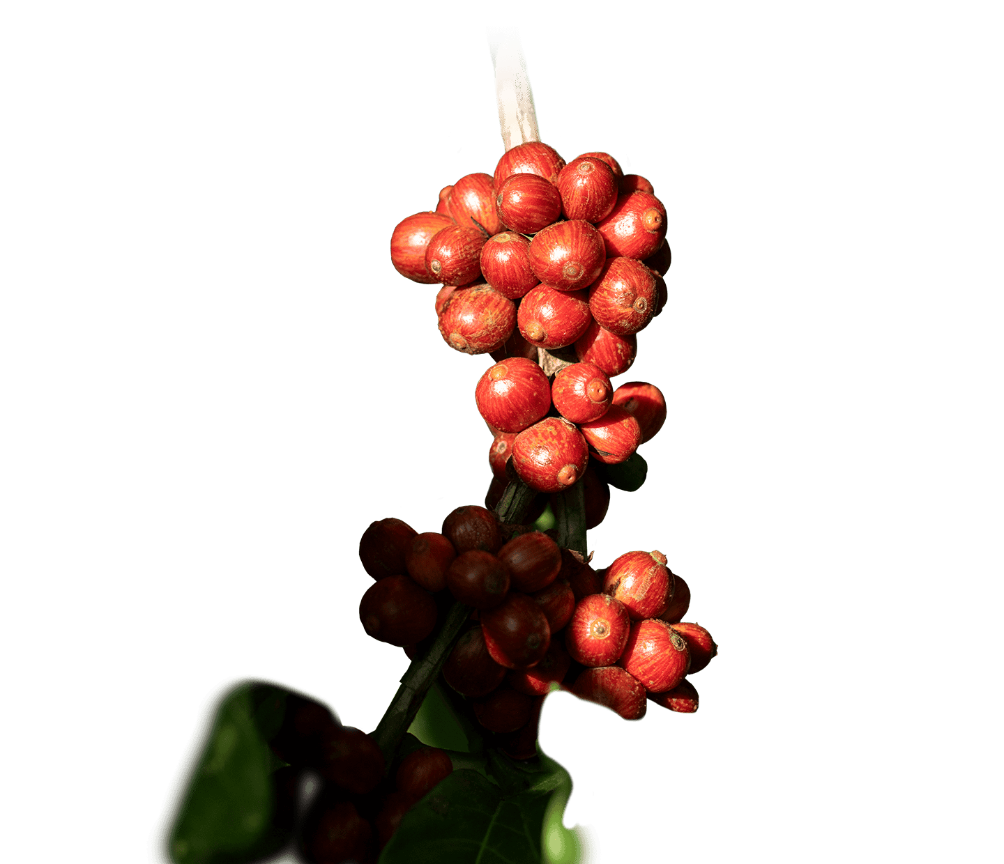 Coffee cherries on a branch