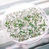 Tiny green coffee plantlets growing in a petri dish caraousel image