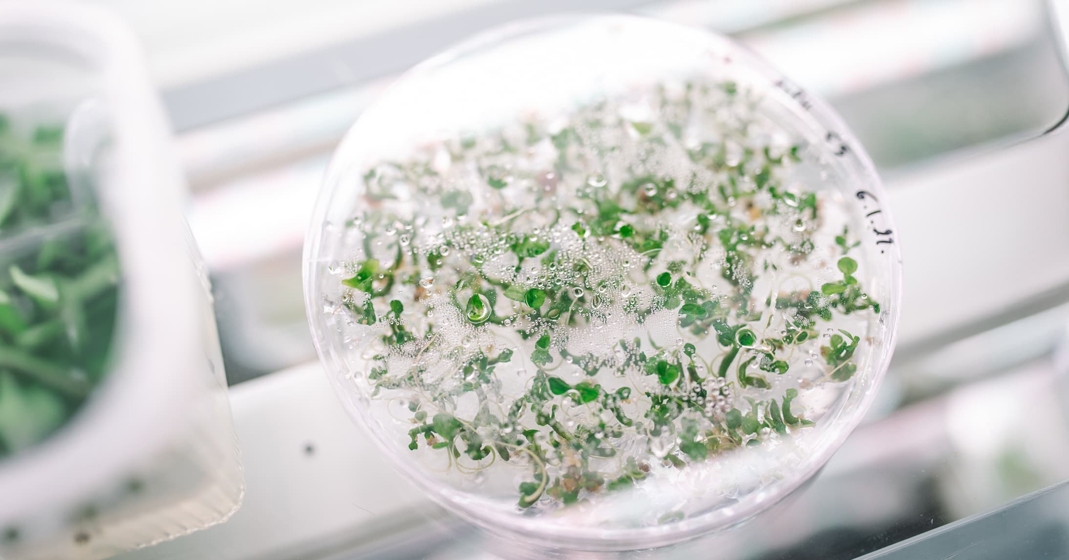 Tiny green coffee plantlets growing in a petri dish
