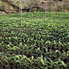 Wide view of a shaded nursery filled with rows of young coffee seedlings caraousel image