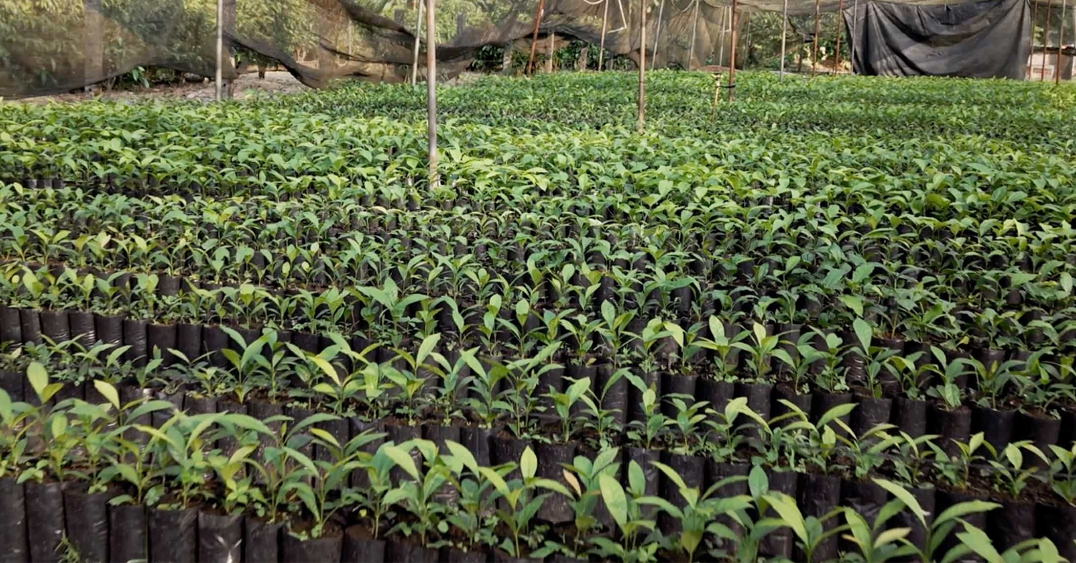 Wide view of a shaded nursery filled with rows of young coffee seedlings
