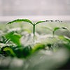 Close-up of a young coffee seedling with fresh green leaves growing in a nursery caraousel image