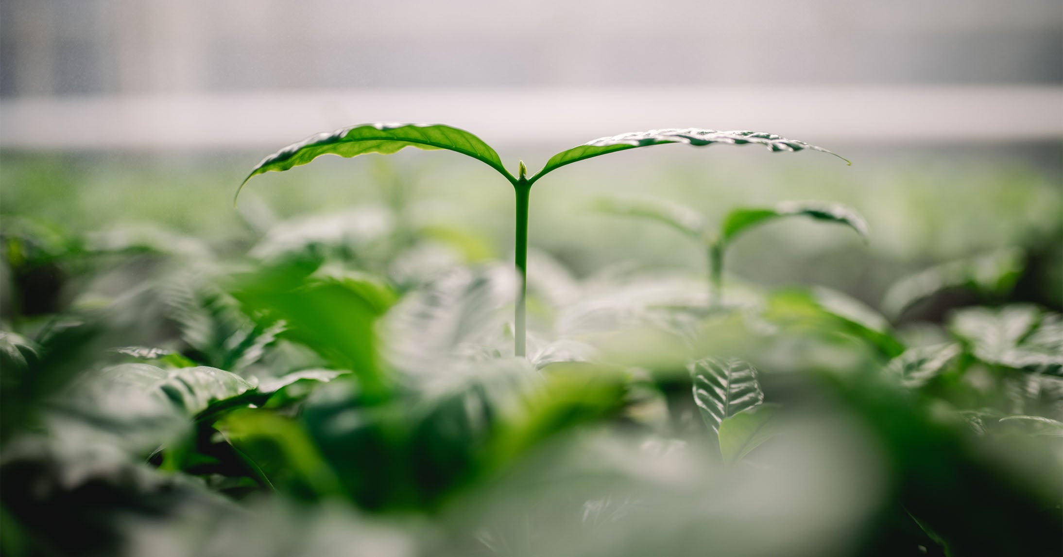 Close-up of a young coffee seedling with fresh green leaves growing in a nursery