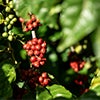 Clusters of ripe red and unripe green coffee cherries caraousel image