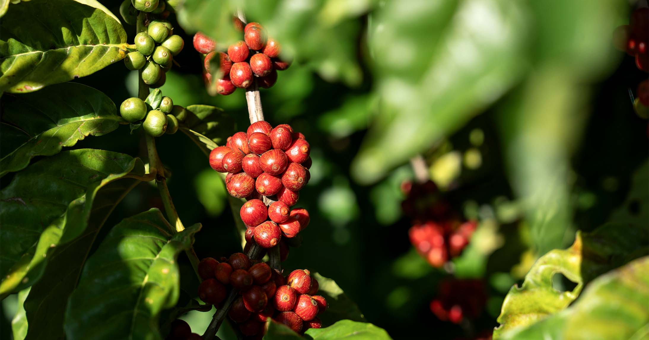 Clusters of ripe red and unripe green coffee cherries