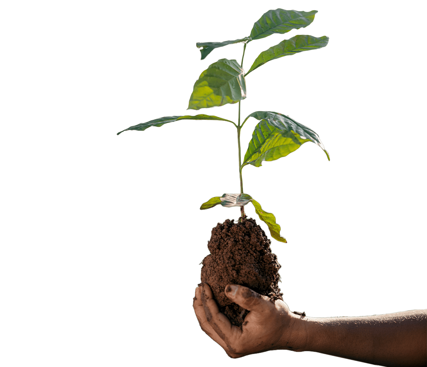 Hand holding a coffee seedling with exposed roots against a soil background