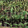 Rows of young coffee seedlings growing in black nursery bags caraousel image
