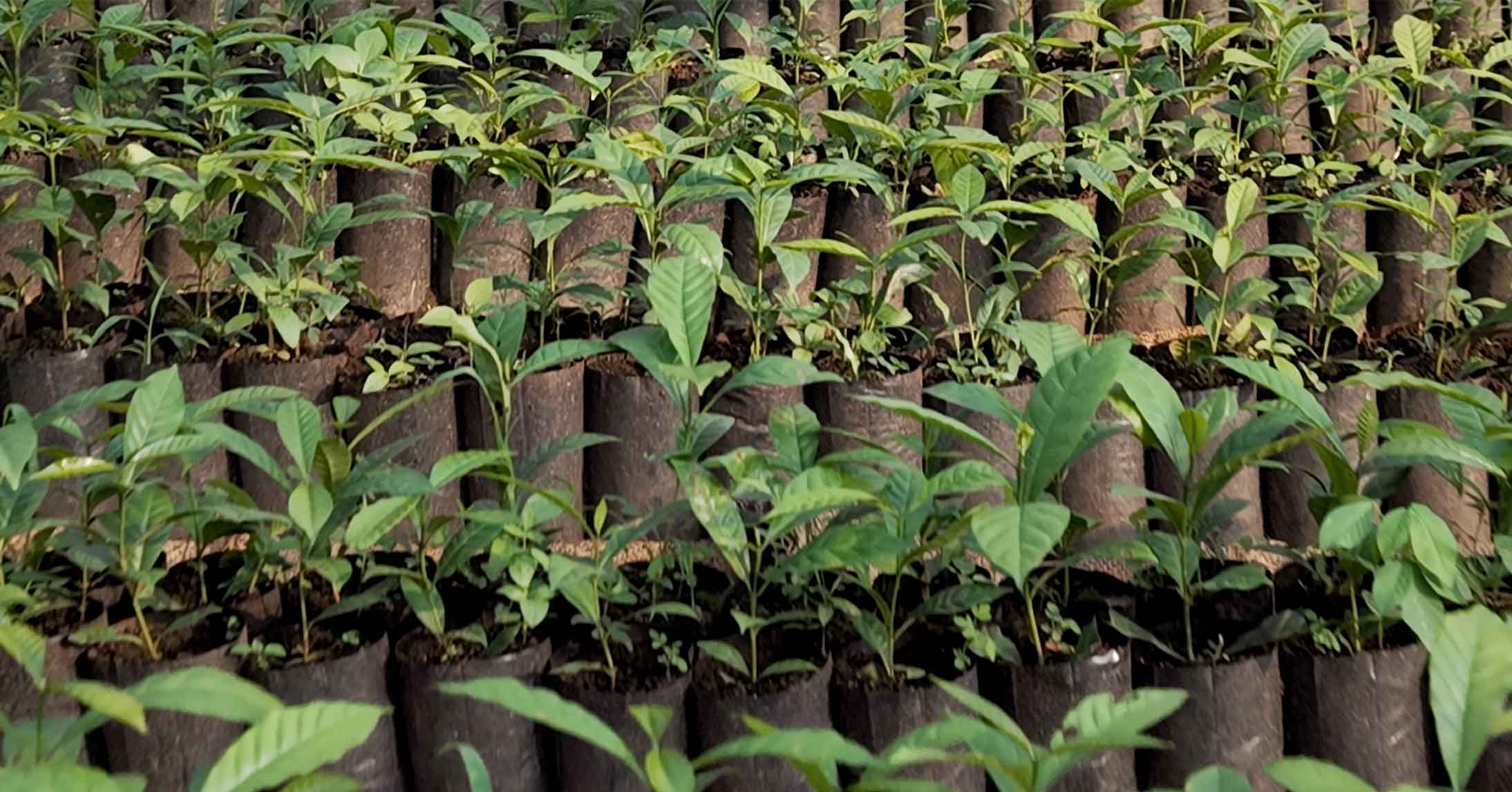 Rows of young coffee seedlings growing in black nursery bags.