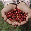 Hands holding freshly harvested ripe red coffee cherries caraousel image