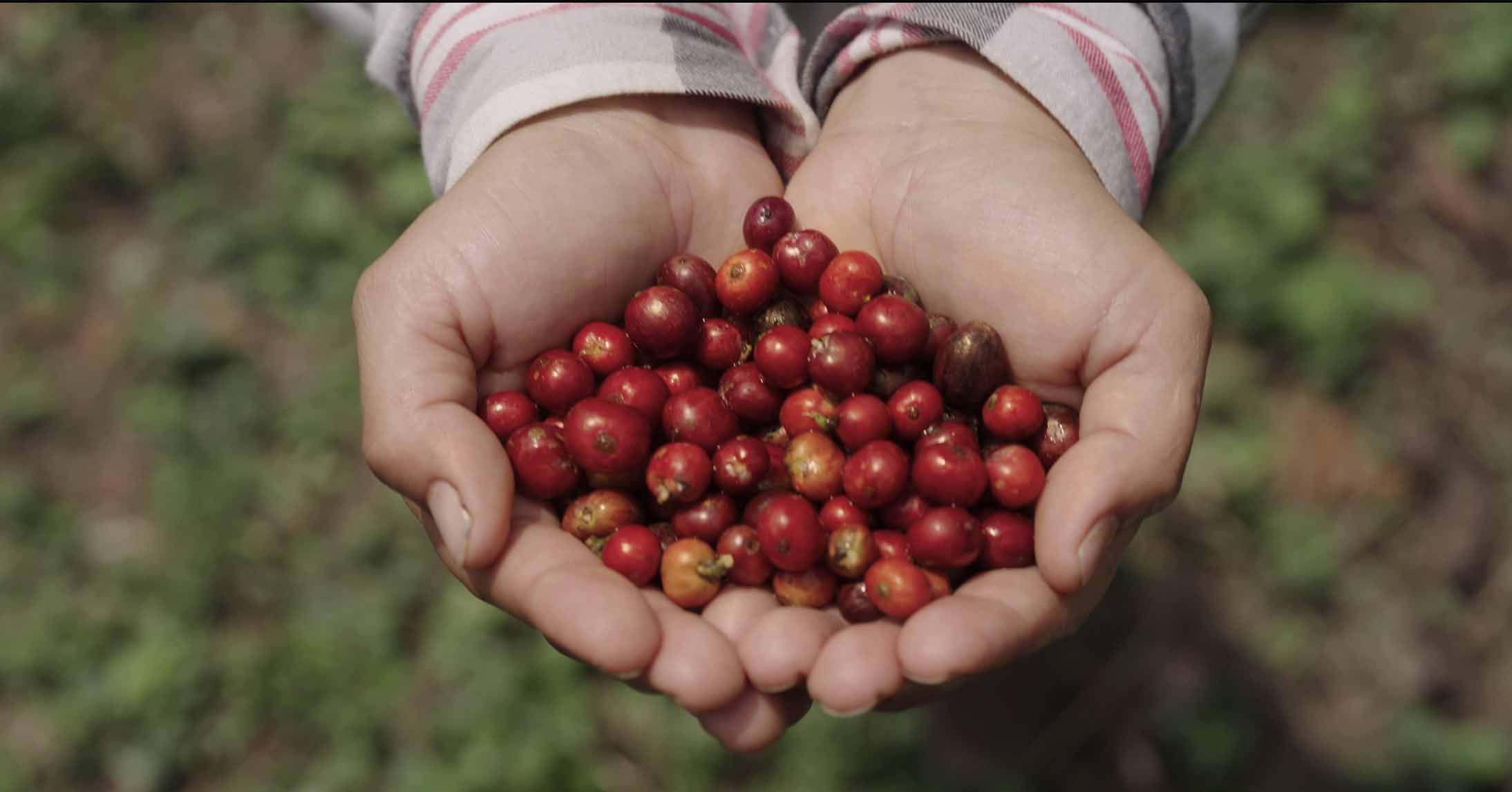 Hands holding freshly harvested ripe red coffee cherries
