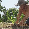 Coffee farmer planting a young coffee seedling in prepared soil caraousel image