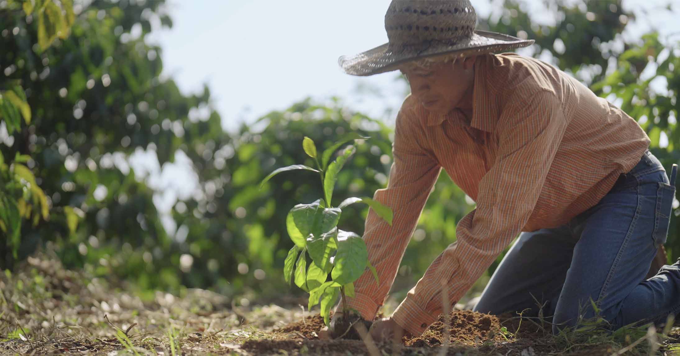 Coffee farmer planting a young coffee seedling in prepared soil