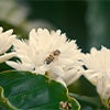 flowers blooming caraousel image