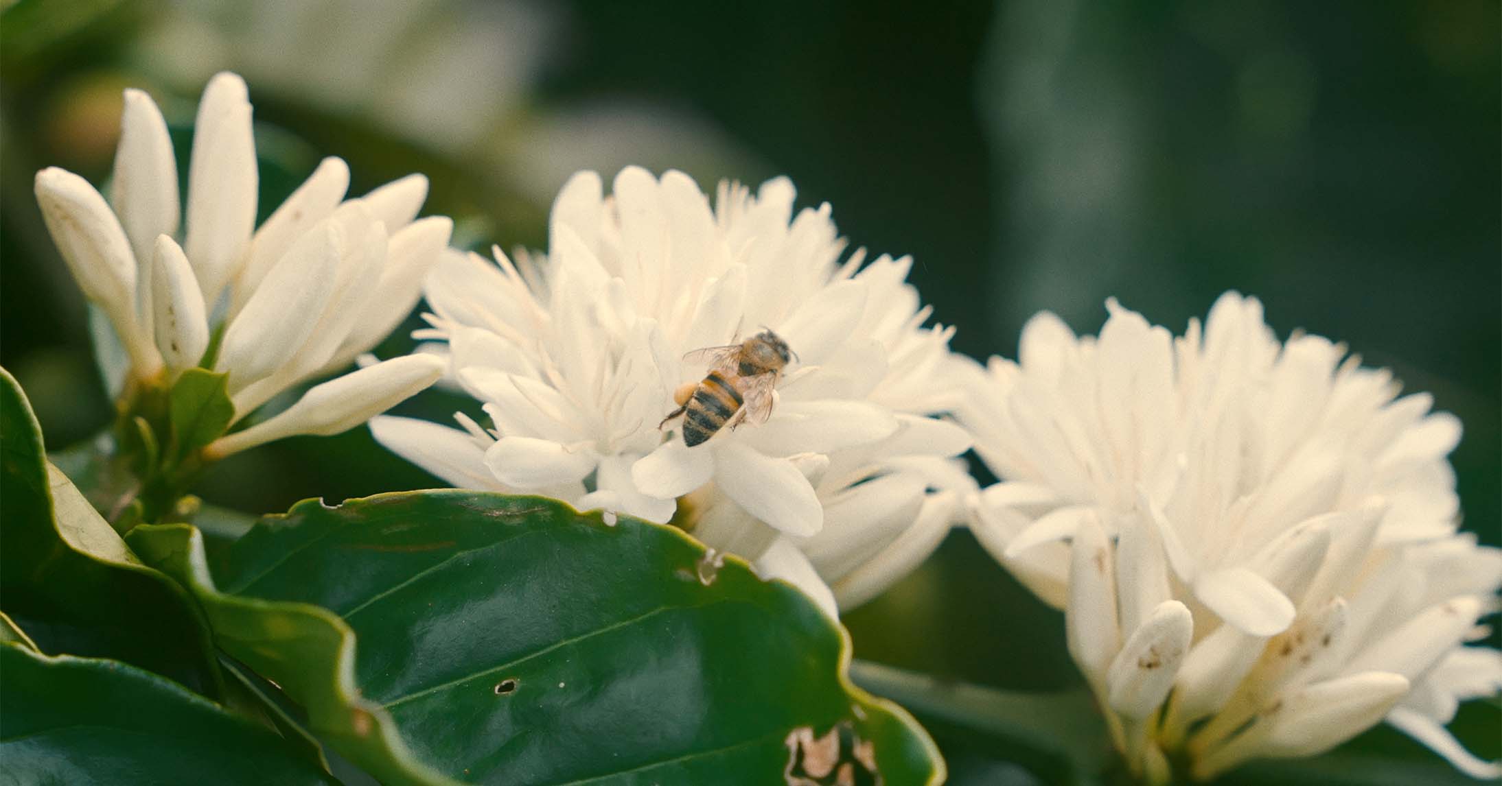 flowers blooming