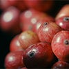 coffee cherries closeup caraousel image